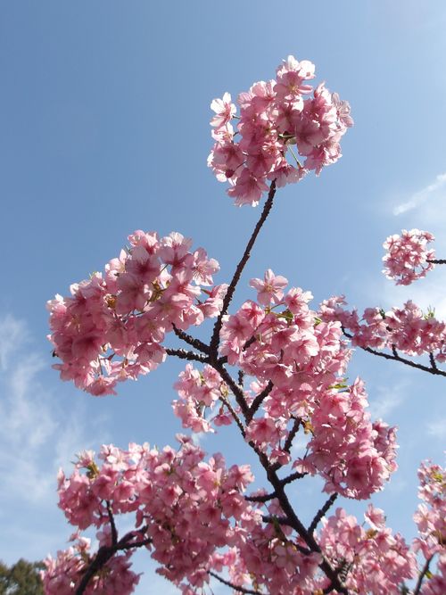 母子の山登りキャンプ 吉見温泉キャンプ場 はやぷささんのキャンプブログ CAMPiii（キャンピー） -キャンプ専用SNS キャンプのすべてがここに集まる-