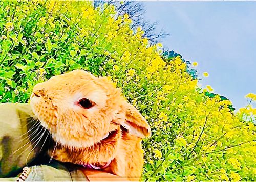 やっぱり悪天候？！おじおばうさキャン△ in 島の小さなキャンプ場toto・ん・トコ 〜 CAMP NO.180 島の小さなキャンプ場 toto・ん・トコ ファミリーキャンプ グループキャンプ フリーサイト おじキャン△さんのキャンプブログ CAMPiii（キャンピー） -キャンプ専用SNS キャンプのすべてがここに集まる-