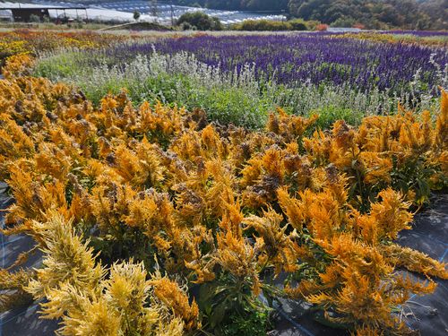 雲海キャンプ➃は雨☔ 花の駅せら オートキャンプ場 ソロキャンプ 区画サイト オートサイト 三代目とっしぃさんのキャンプブログ CAMPiii（キャンピー） -キャンプ専用SNS キャンプのすべてがここに集まる-