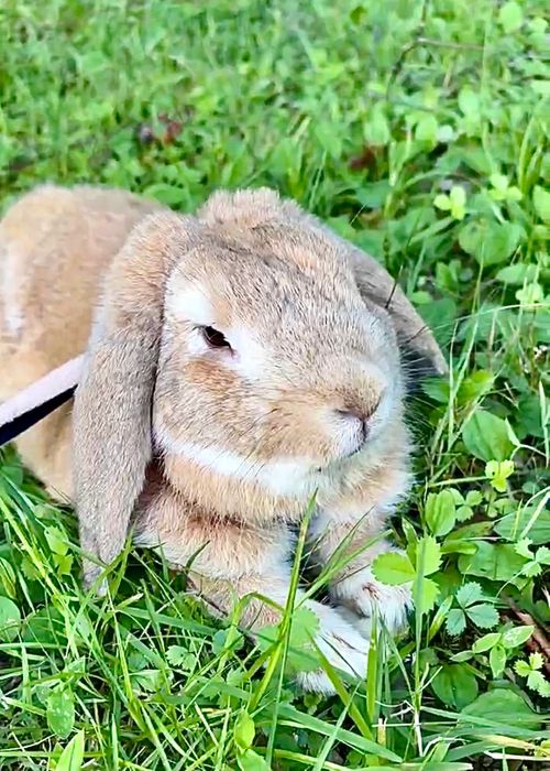 イベントキャンプ初参戦！皆んなで楽しむおじおば🐰キャン△ in らかん高原オートキャンプ場 〜 CAMP NO.204 らかん高原 オートキャンプ場 ファミリーキャンプ グループキャンプ おじキャン△さんのキャンプブログ CAMPiii（キャンピー） -キャンプ専用SNS キャンプのすべてがここに集まる-