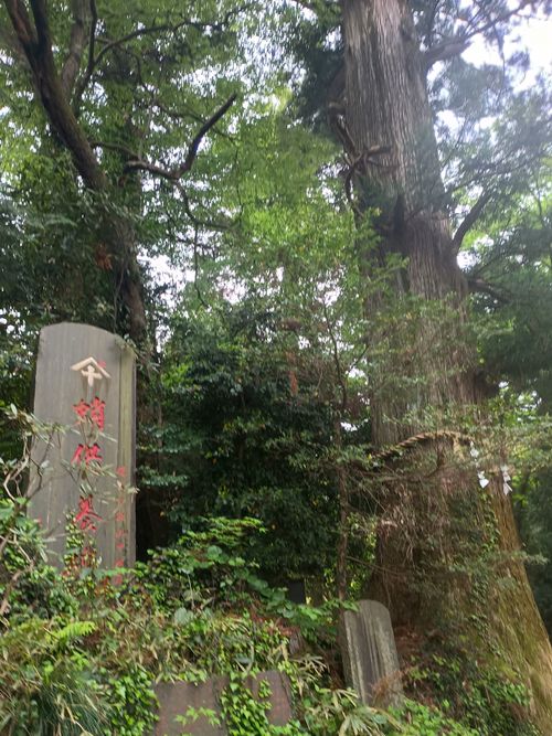 ビーチde軍幕デーキャンプ⇛高尾山 平塚八景 平塚砂丘夕映え ソロキャンプ フリーサイト ウエィダーさんのキャンプブログ CAMPiii（キャンピー） -キャンプ専用SNS キャンプのすべてがここに集まる-