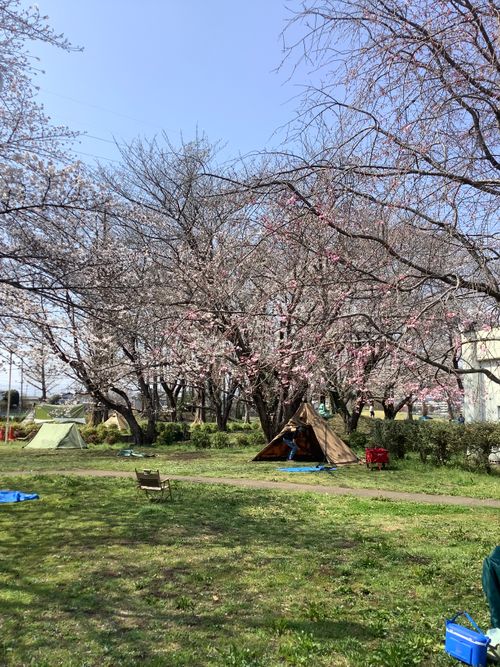 Vol.114 26/NO.04 お花見しながらお肉焼くぅ‼️ 坂戸市 ソロキャンプ フリーサイト 🔥焚き火🔥さんのキャンプブログ CAMPiii（キャンピー） -キャンプ専用SNS キャンプのすべてがここに集まる-