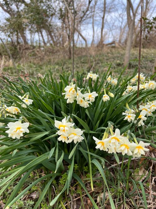 遠征キャンプ① 琵琶湖 ソロキャンプ YOTIさんのキャンプブログ CAMPiii（キャンピー） -キャンプ専用SNS キャンプのすべてがここに集まる-