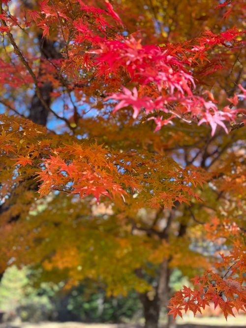 1年半ぶり！やっとやっとキャンプ！！ 昇仙峡オートキャンプ場 ファミリーキャンプ 区画サイト aozoraさんのキャンプブログ CAMPiii（キャンピー） -キャンプ専用SNS キャンプのすべてがここに集まる-