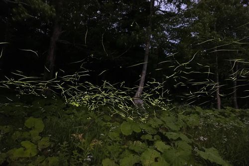 [北海道] ほたるの里オートキャンプ場 ここキャン ほたるの里オートキャンプ場 ソロキャンプ グループキャンプ 区画サイト CATさんのキャンプブログ CAMPiii（キャンピー） -キャンプ専用SNS キャンプのすべてがここに集まる-