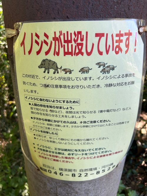 前日宅呑み中🍺思いたっての低山ハイク🥾 大楠山 ソロキャンプ Genさんのキャンプブログ CAMPiii（キャンピー） -キャンプ専用SNS キャンプのすべてがここに集まる-