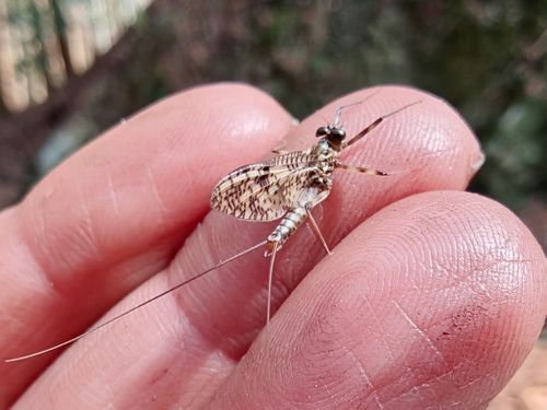 CAMPiii（キャンピー） ぞのさんさんのキャンプブログ 実験キャンプや。 大阪府