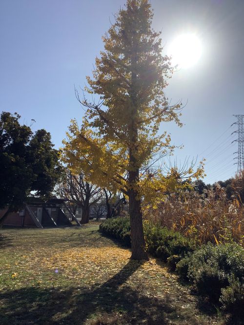 Vol.108 25/NO.27　いつもの場所にて‼️ 坂戸市 ソロキャンプ フリーサイト 🔥焚き火🔥さんのキャンプブログ CAMPiii（キャンピー） -キャンプ専用SNS キャンプのすべてがここに集まる-