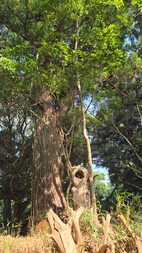 樹齢何年？という大きな木の下で&hellip; TSURUMAI CAMP PARK（ツルマイ キャンプ パーク） ソロキャンプ 区画サイト ke-nさんのキャンプブログ CAMPiii（キャンピー） -キャンプ専用SNS キャンプのすべてがここに集まる-