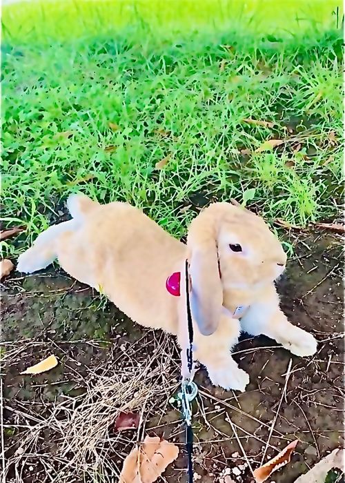 ダラダラと蒸し暑い中&hellip;梅雨のおじ🐰キャン△ in 阿武川河川敷 〜 CAMP NO.199 ソロキャンプ ファミリーキャンプ フリーサイト おじキャン△さんのキャンプブログ CAMPiii（キャンピー） -キャンプ専用SNS キャンプのすべてがここに集まる-