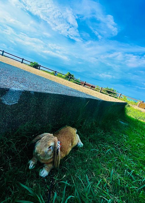 天気予報とのにらめっこに大勝利した?初の大分県おじうさキャン△ in 長崎鼻リゾートキャンプ場 〜 CAMP NO.152 長崎鼻リゾートキャンプ場 ソロキャンプ ファミリーキャンプ 区画サイト おじキャン△さんのキャンプブログ CAMPiii(キャンピー) -キャンプ専用SNS キャンプのすべてがここに集まる-