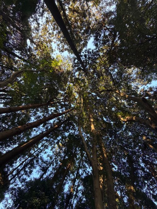 妖精の運営するキャンプ場 the country (キャンプ場) ソロキャンプ 区画サイト オートサイト ぺちゃさんのキャンプブログ CAMPiii（キャンピー） -キャンプ専用SNS キャンプのすべてがここに集まる-