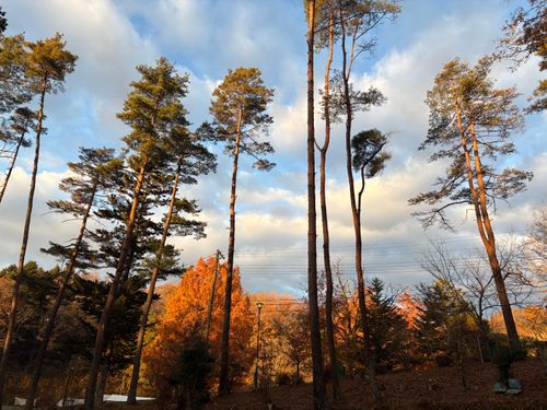 旅する古本屋〜秋の夜長に幸せを保つ時間〜 秋保森林スポーツ公園 ソロキャンプ 区画サイト オートサイト ぱぱちょさんのキャンプブログ CAMPiii（キャンピー） -キャンプ専用SNS キャンプのすべてがここに集まる-