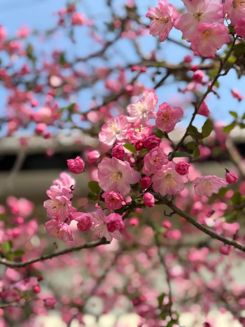 中伊豆へ！ LScamp中伊豆 ソロキャンプ オートサイト 区画サイト marpyさんのキャンプブログ CAMPiii（キャンピー） -キャンプ専用SNS キャンプのすべてがここに集まる-