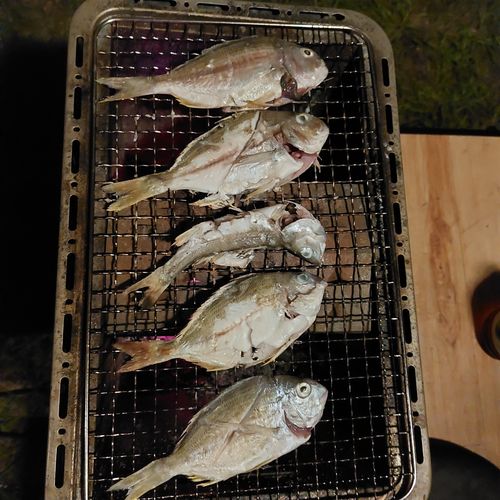 釣り三昧🍣 渚園 キャンプ場 ファミリーキャンプ 区画サイト こば  さんのキャンプブログ CAMPiii（キャンピー） -キャンプ専用SNS キャンプのすべてがここに集まる-