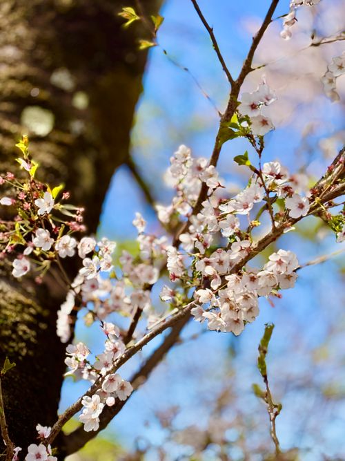 【番外編】駐屯地でお花見するっちゃ〜🌸🌸🌸 陸上自衛隊 福島駐屯地 Oniyomeさんのキャンプブログ CAMPiii（キャンピー） -キャンプ専用SNS キャンプのすべてがここに集まる-