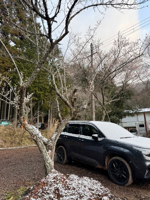 花粉症炸裂キャンプ🤧🏕 TASTE HOUSE ZEN ファミリーキャンプ フリーサイト ぐうたら夫婦さんのキャンプブログ CAMPiii（キャンピー） -キャンプ専用SNS キャンプのすべてがここに集まる-