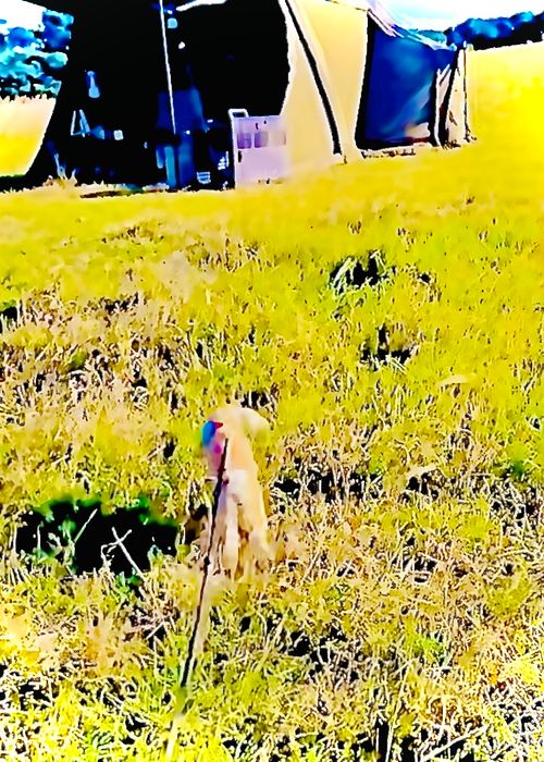 お初の長崎県⛺️絶景を求めおじうさキャン△ in 中瀬草原キャンプ場 〜 CAMP NO.162 中瀬草原キャンプ場 ソロキャンプ ファミリーキャンプ フリーサイト おじキャン△さんのキャンプブログ CAMPiii（キャンピー） -キャンプ専用SNS キャンプのすべてがここに集まる-