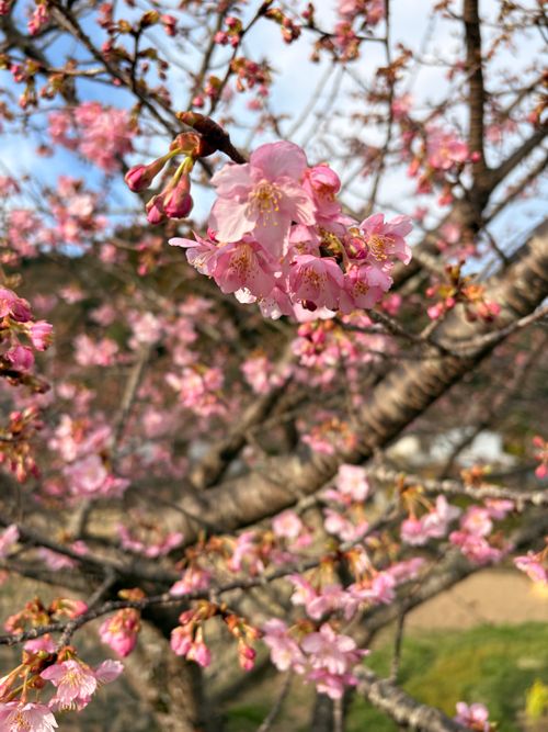 CAMPiii（キャンピー） camping roll♪さんのキャンプブログ よか天気です梅（ばい）🌸 前川キャンプ場