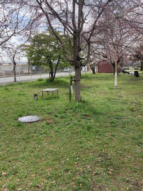 Vol.114 26/NO.04 お花見しながらお肉焼くぅ‼️ 坂戸市 ソロキャンプ フリーサイト 🔥焚き火🔥さんのキャンプブログ CAMPiii（キャンピー） -キャンプ専用SNS キャンプのすべてがここに集まる-