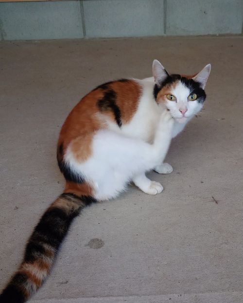 結果、ネコキャンプでした｜火打の森キャンプ場 火打の森キャンプ場 ソロキャンプ 区画サイト hare75さんのキャンプブログ CAMPiii（キャンピー） -キャンプ専用SNS キャンプのすべてがここに集まる-