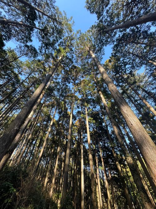 徒歩ソロで行く、いこいの森 RECAMP おだわら 小田原市いこいの森 RECAMP おだわら ソロキャンプ 区画サイト ma9さんのキャンプブログ CAMPiii（キャンピー） -キャンプ専用SNS キャンプのすべてがここに集まる-