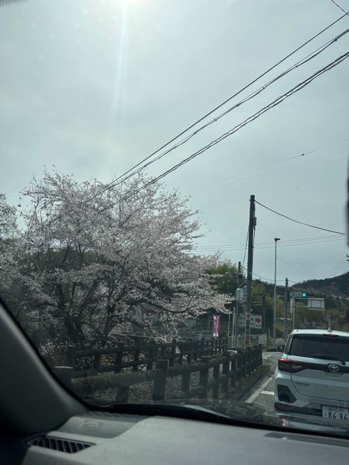 桜と菜の花と長瀞 長瀞オートキャンプ場 ファミリーキャンプ 区画サイト aozoraさんのキャンプブログ CAMPiii（キャンピー） -キャンプ専用SNS キャンプのすべてがここに集まる-