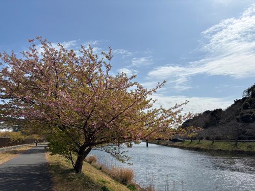 南伊豆は既に夏！？ 南伊豆キャンピングテラス ソロキャンプ 区画サイト marpyさんのキャンプブログ CAMPiii（キャンピー） -キャンプ専用SNS キャンプのすべてがここに集まる-