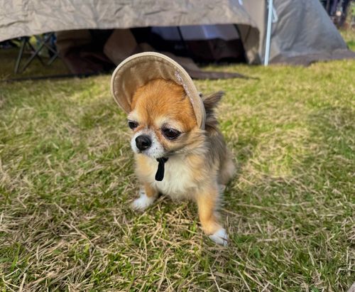 新人(犬)登場 ファミリーキャンプ 区画サイト 友希たろうさんのキャンプブログ CAMPiii(キャンピー) -キャンプ専用SNS キャンプのすべてがここに集まる-