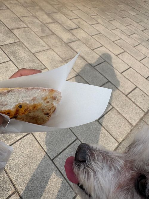 第91話　広島県は離島に行く！ Island Camp 百島 ソロキャンプ 区画サイト ちろ犬さんのキャンプブログ CAMPiii（キャンピー） -キャンプ専用SNS キャンプのすべてがここに集まる-