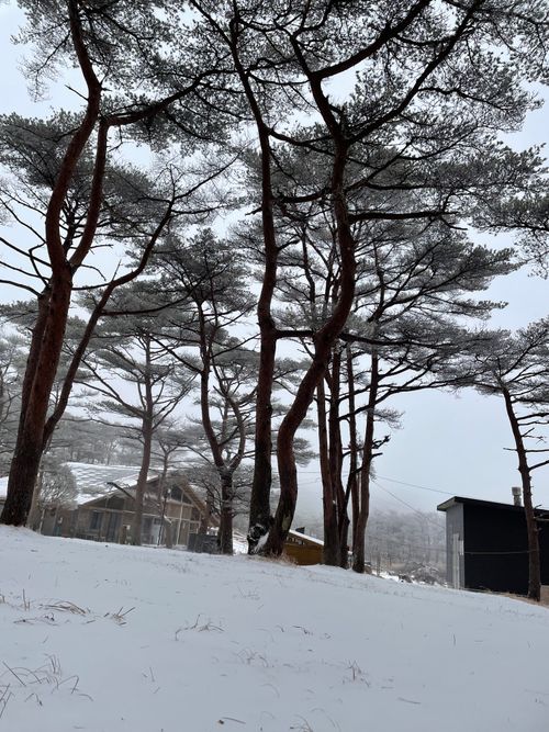 オープン最終日の大寒波❄️ えびの高原 キャンプ村 ソロキャンプ 区画サイト Anomiさんのキャンプブログ CAMPiii（キャンピー） -キャンプ専用SNS キャンプのすべてがここに集まる-