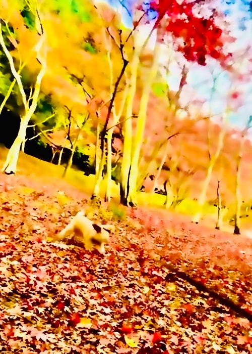 《秋》を楽しむ🐟おじうさキャン△ in 木屋川吉田河川公園 〜 CAMP NO.165 木屋川河川公園 ソロキャンプ ファミリーキャンプ フリーサイト おじキャン△さんのキャンプブログ CAMPiii（キャンピー） -キャンプ専用SNS キャンプのすべてがここに集まる-