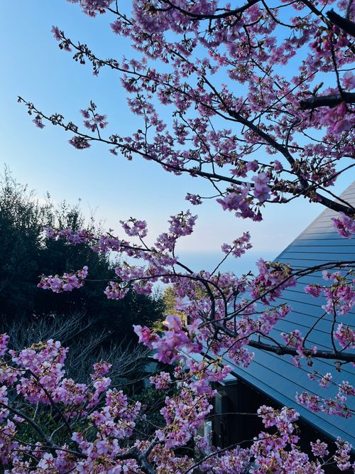 南伊豆夕日ヶ丘キャンプ場で✨✨✨✨念願のプレミアムデッキサイト満喫✨✨✨✨ 南伊豆夕日ヶ丘キャンプ場 ファミリーキャンプ 区画サイト Izumiさんのキャンプブログ CAMPiii（キャンピー） -キャンプ専用SNS キャンプのすべてがここに集まる-