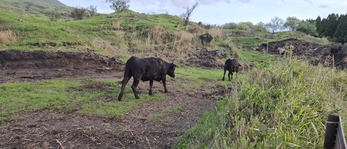 ハルの園遊会 グループキャンプ フリーサイト ハルさんのキャンプブログ CAMPiii（キャンピー） -キャンプ専用SNS キャンプのすべてがここに集まる-