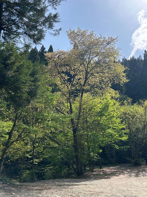 久しぶりのソロキャンプ🏕️ 道志の森キャンプ場 ソロキャンプ フリーサイト Genさんのキャンプブログ CAMPiii（キャンピー） -キャンプ専用SNS キャンプのすべてがここに集まる-