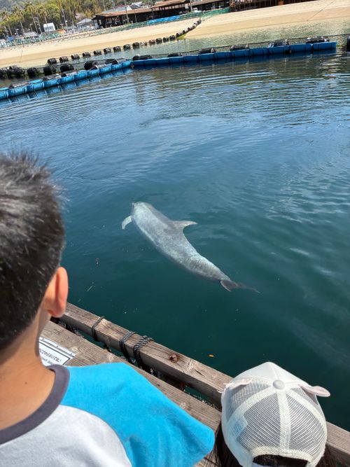 CAMPiii（キャンピー） わいげさんのキャンプブログ 2026年5回目、イルカキャン🐬 ドルフィンファームしまなみ