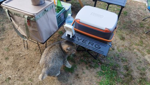 あけましておめでとうごニャイます！🐱（byまきお） ラピュタファームキャンプ場 グループキャンプ フリーサイト スローライフに憧れるさんのキャンプブログ CAMPiii（キャンピー） -キャンプ専用SNS キャンプのすべてがここに集まる-