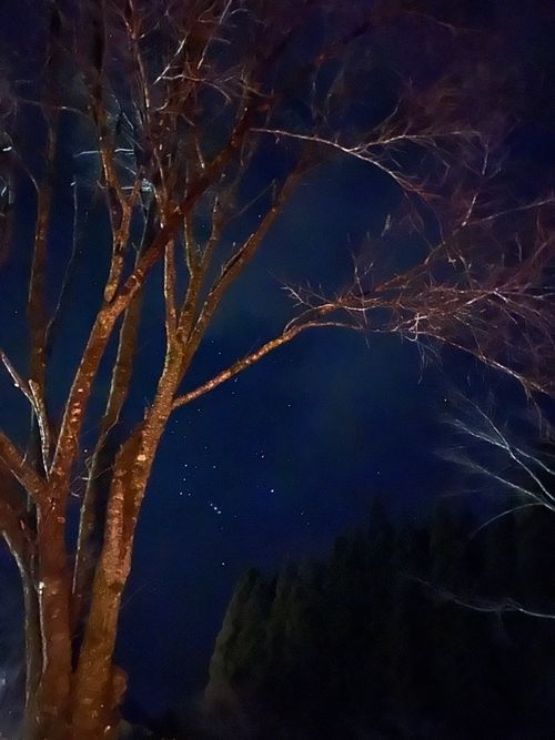 2025.12.14〜15 山鳥の森オートキャンプ場 akemi.09.02さんのキャンプブログ CAMPiii（キャンピー） -キャンプ専用SNS キャンプのすべてがここに集まる-