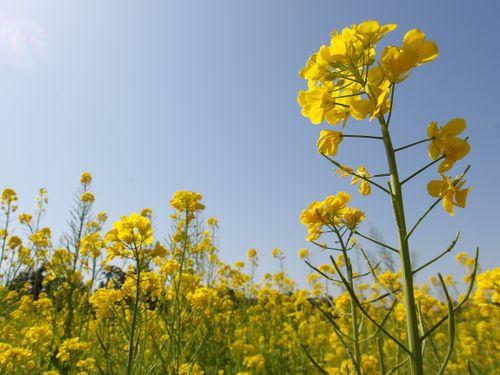 母子の山登りキャンプ 吉見温泉キャンプ場 はやぷささんのキャンプブログ CAMPiii（キャンピー） -キャンプ専用SNS キャンプのすべてがここに集まる-