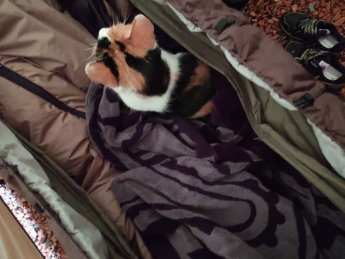 結果、ネコキャンプでした｜火打の森キャンプ場 火打の森キャンプ場 ソロキャンプ 区画サイト hare75さんのキャンプブログ CAMPiii（キャンピー） -キャンプ専用SNS キャンプのすべてがここに集まる-