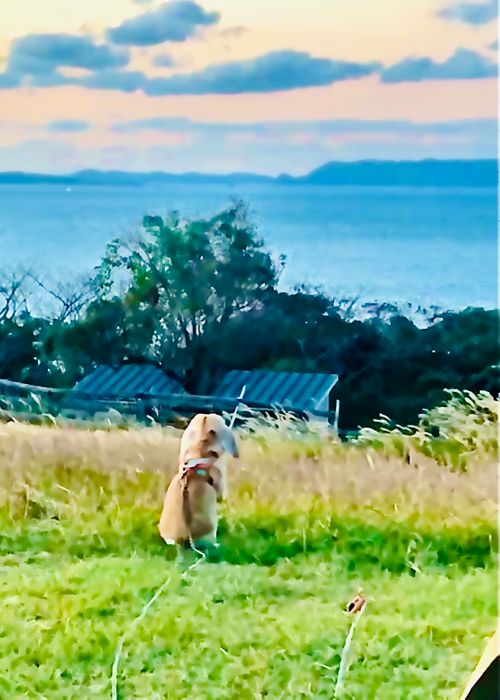 お初の長崎県⛺️絶景を求めおじうさキャン△ in 中瀬草原キャンプ場 〜 CAMP NO.162 中瀬草原キャンプ場 ソロキャンプ ファミリーキャンプ フリーサイト おじキャン△さんのキャンプブログ CAMPiii（キャンピー） -キャンプ専用SNS キャンプのすべてがここに集まる-