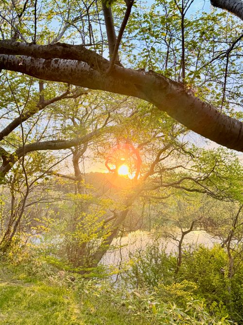 線路と枝垂れ桜と陽光 芦野公園オートキャンプ場 ソロキャンプ フリーサイト sea-bさんのキャンプブログ CAMPiii（キャンピー） -キャンプ専用SNS キャンプのすべてがここに集まる-