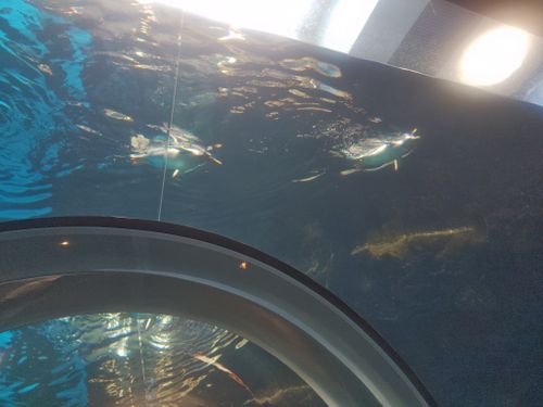 夏休み早よ終わらんかいねぇ&hellip; 片添ケ浜海浜公園 ファミリーキャンプ フリーサイト HARUMAGEDONさんのキャンプブログ CAMPiii（キャンピー） -キャンプ専用SNS キャンプのすべてがここに集まる-