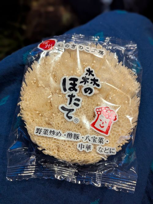 絶景と涼しさで帰りたくなくなったグルキャン 姫木平ホワイトバーチキャンプフィールド ソロキャンプ グループキャンプ フリーサイト ちあさんのキャンプブログ CAMPiii（キャンピー） -キャンプ専用SNS キャンプのすべてがここに集まる-