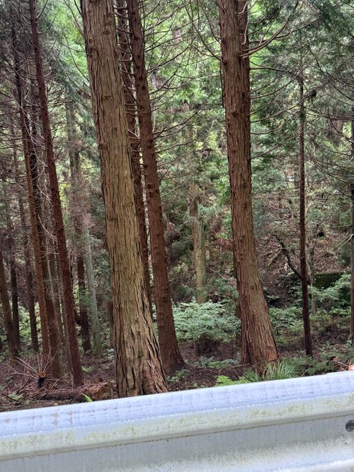 半年ぶりのキャンプ予習🏕️笑笑 のとろ原キャンプ場 ソロキャンプ 区画サイト まーくんさんのキャンプブログ CAMPiii（キャンピー） -キャンプ専用SNS キャンプのすべてがここに集まる-