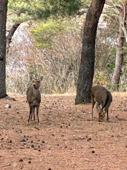 鹿いた！サウナの日、WBC満喫！ PICA富士西湖 ソロキャンプ オートサイト アクセルさんのキャンプブログ CAMPiii（キャンピー） -キャンプ専用SNS キャンプのすべてがここに集まる-