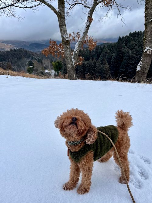 2025.12.31〜2026.1.2 蔵迫温泉オートビレッジさくら akemi.09.02さんのキャンプブログ CAMPiii（キャンピー） -キャンプ専用SNS キャンプのすべてがここに集まる-