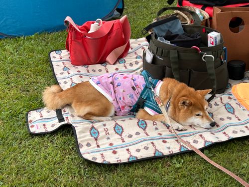 急に涼しい🤭　そんな日は､犬連れデイキャンプ⛺️  モリリン加瀬沼公園 グループキャンプ 区画サイト るぽこさんのキャンプブログ CAMPiii（キャンピー） -キャンプ専用SNS キャンプのすべてがここに集まる-