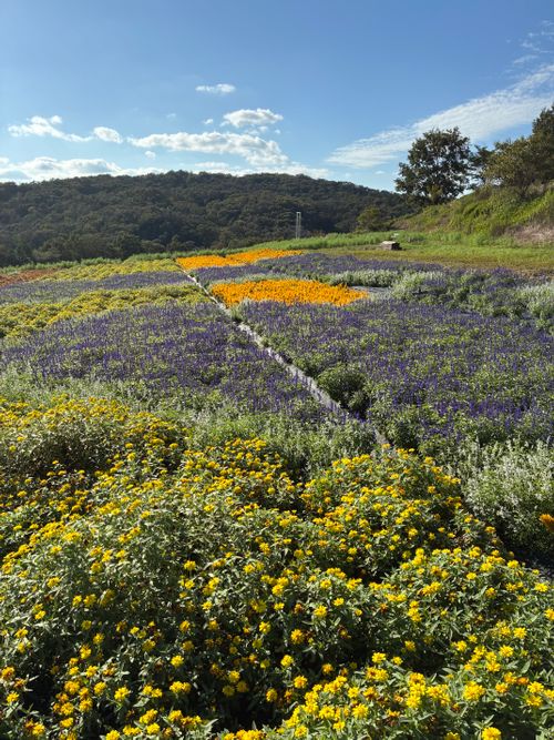 2025年13回目、お花畑キャン💐 花の駅せら「世羅ゆり園」 ファミリーキャンプ 区画サイト オートサイト わいげさんのキャンプブログ CAMPiii（キャンピー） -キャンプ専用SNS キャンプのすべてがここに集まる-