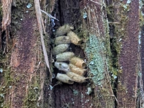 年末キャンプ🏕️ 大阪府 ソロキャンプ フリーサイト ぞのさんさんのキャンプブログ CAMPiii（キャンピー） -キャンプ専用SNS キャンプのすべてがここに集まる-